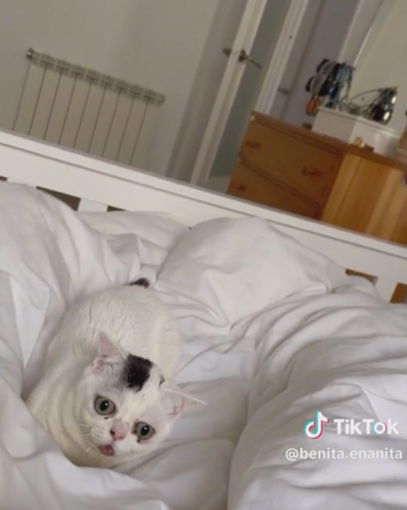 white dwarf cat in a bed