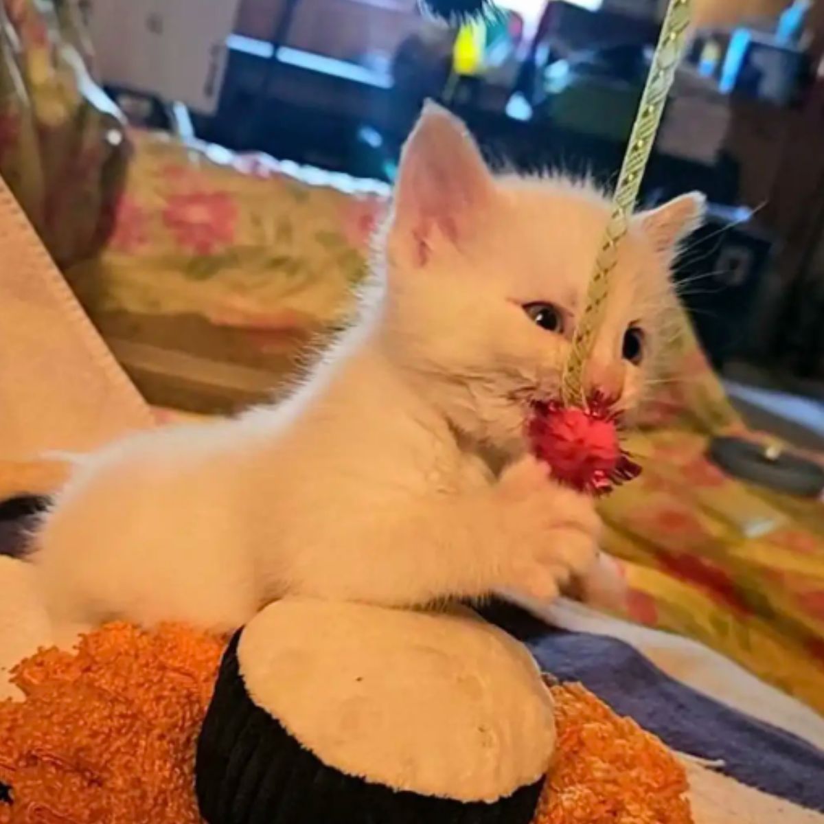 white kitten playing with ball