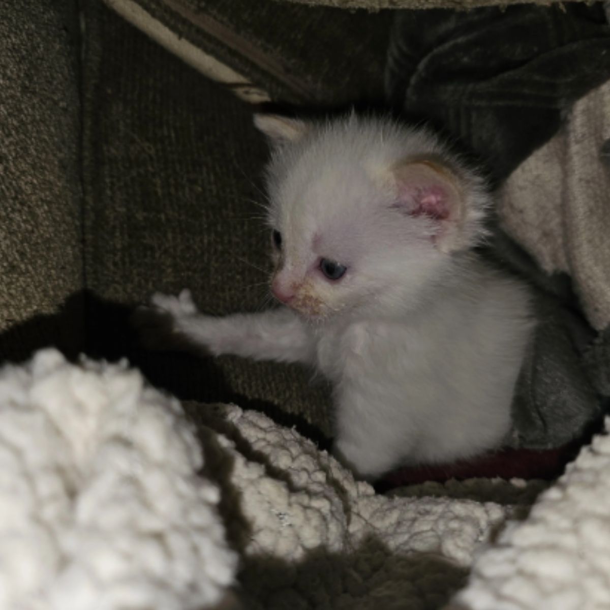 white newborn kitten