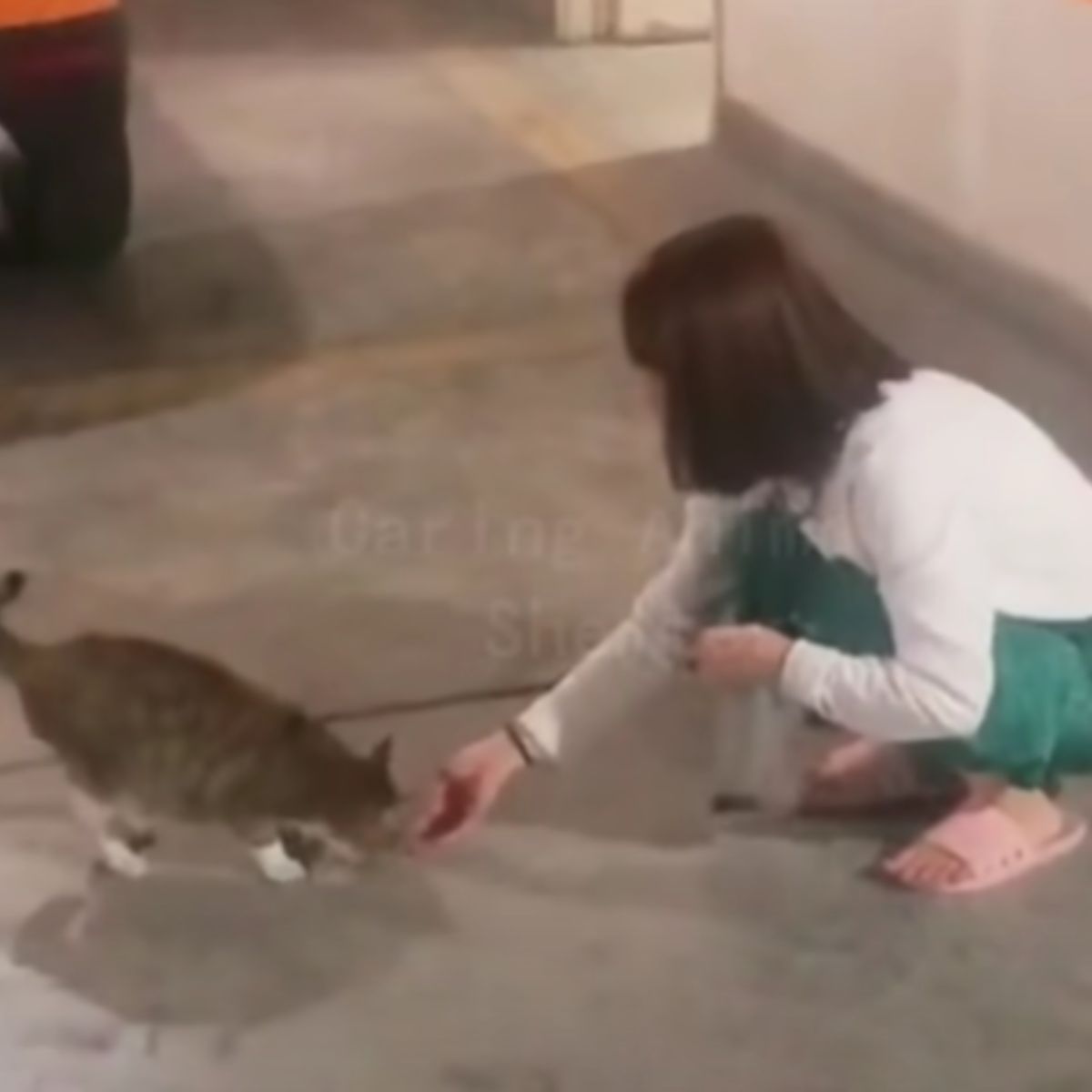 woman feeding the cat