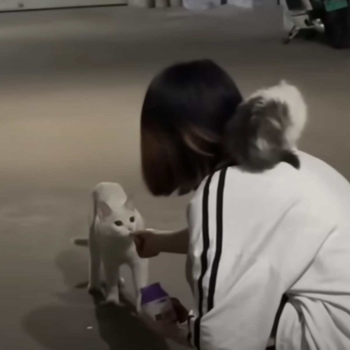 woman feeding white cat