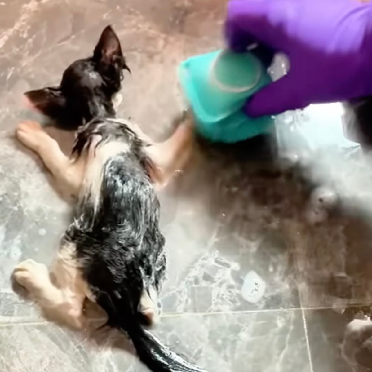 woman helping kitten to recover