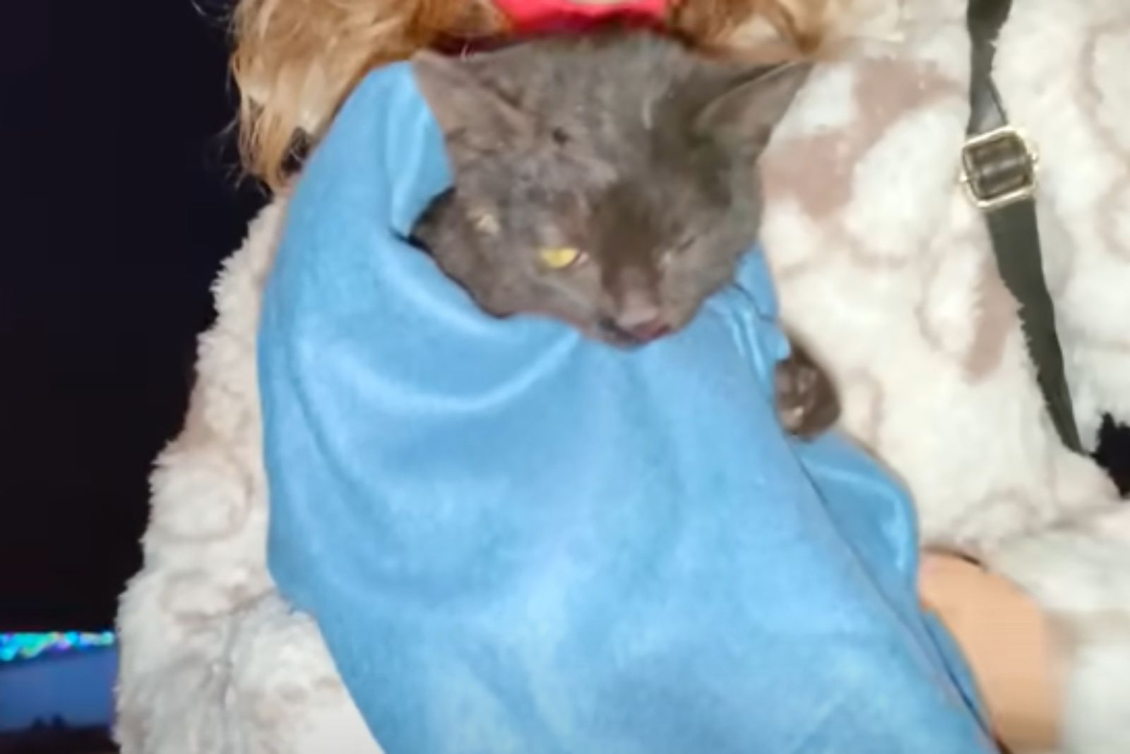 woman holding wrapped cat