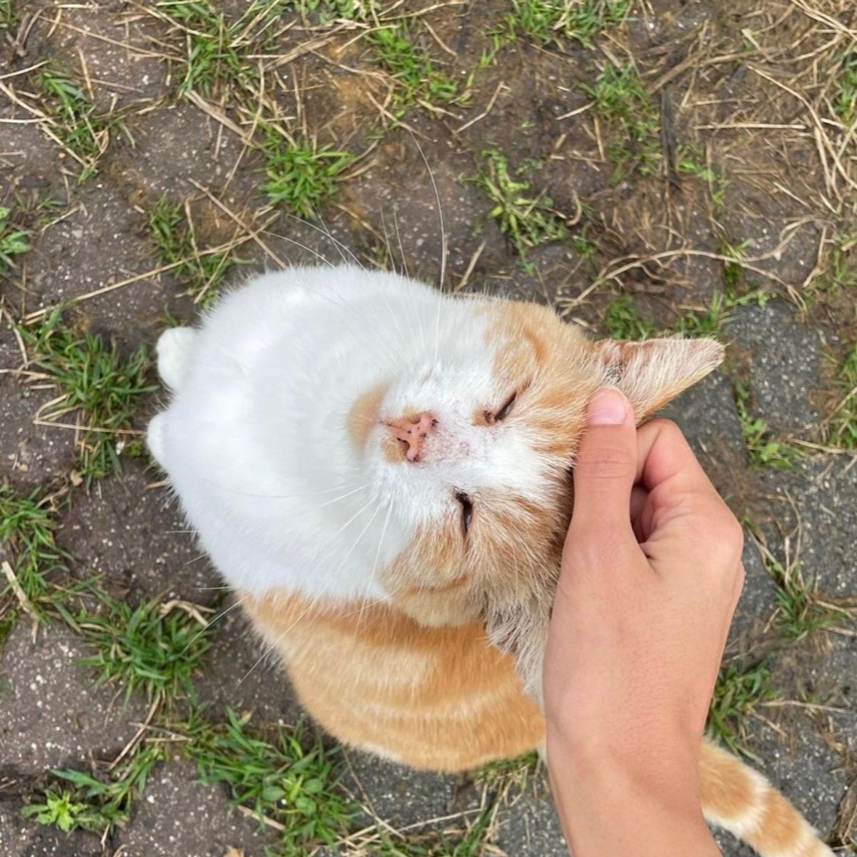 woman petting cute ginger fat cat