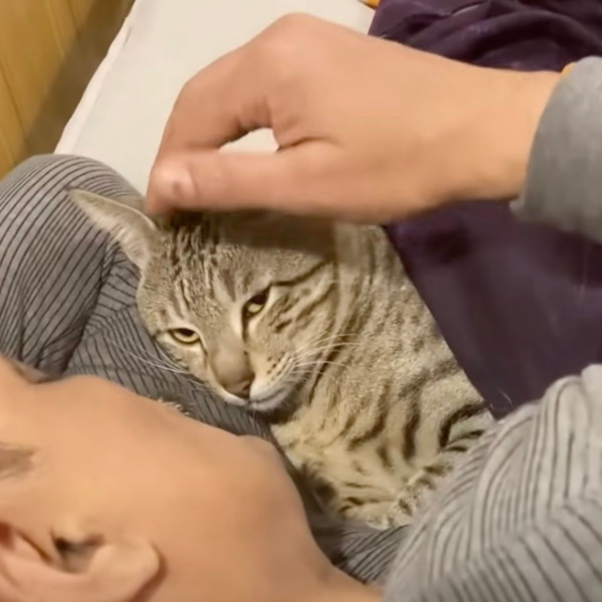woman petting domestic cat