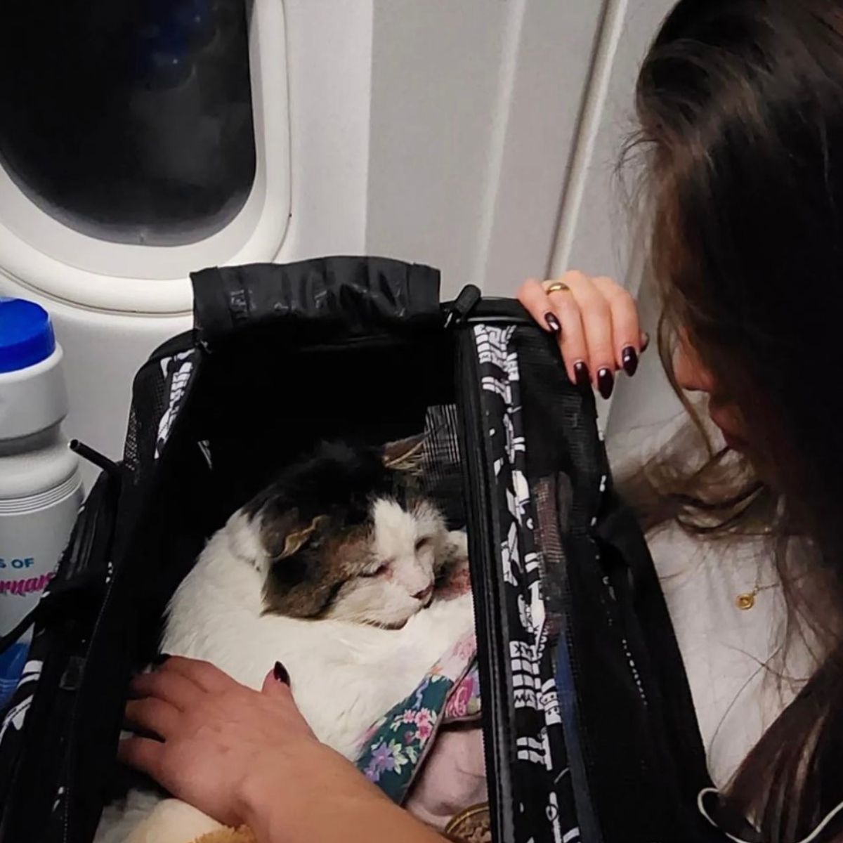 woman petting the cat in a bag
