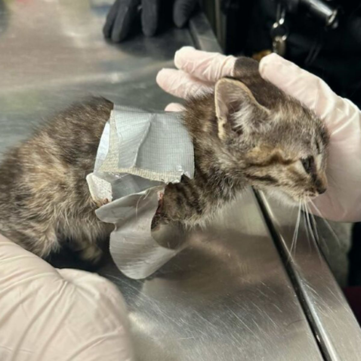 wrapped kitten at vets