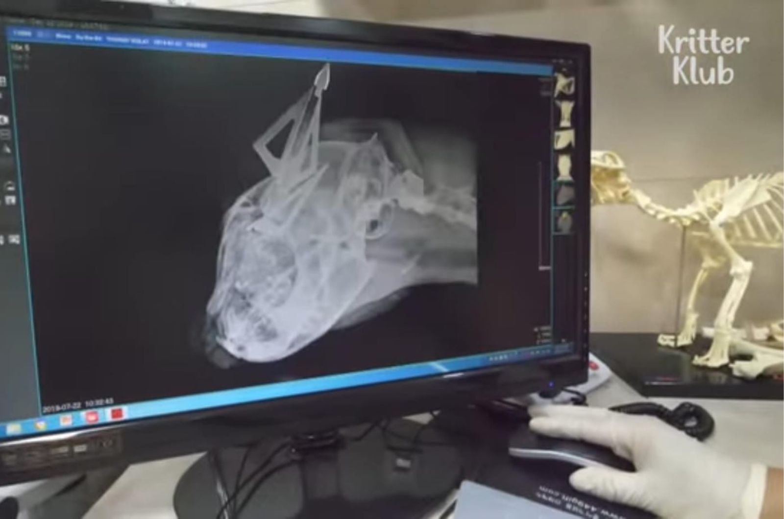 x-ray of injured cat