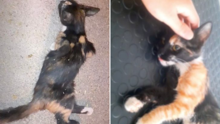 A Calico Kitten Was Crying For Help Until A Kind Man Came To The Rescue