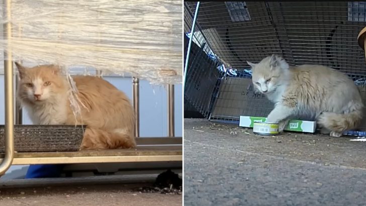 Experienced Fosterer Finds A Stray Cat In A Poor Condition And Turns His Luck Around