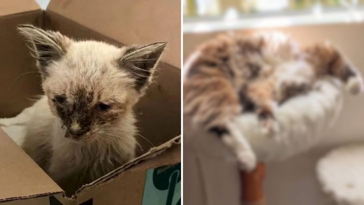 Abandoned Cat Faced A Horrible Fate Until A Kindhearted Person Changed Everything