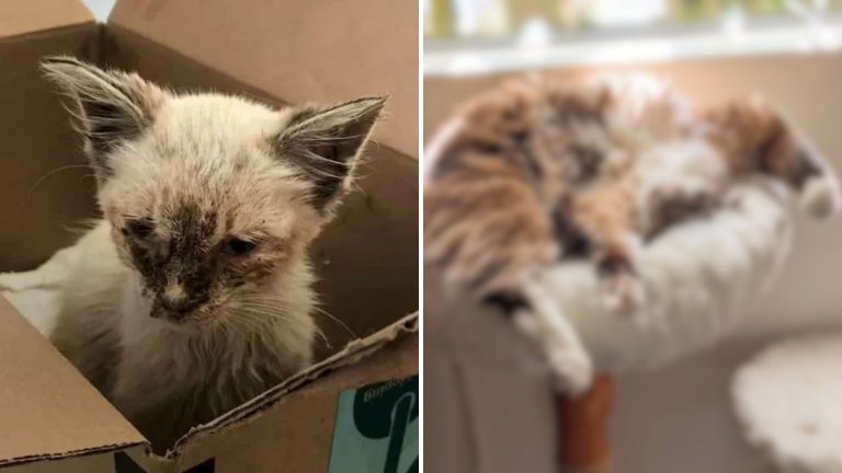 abandoned cat rescued