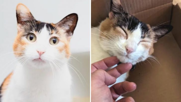 Abandoned Cat Makes Incredible Transformation Thanks To A Family Who Believed In Her