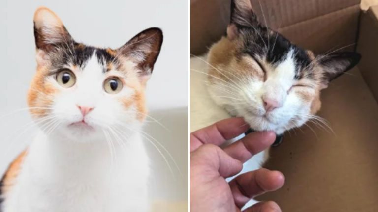 cat makes transformation