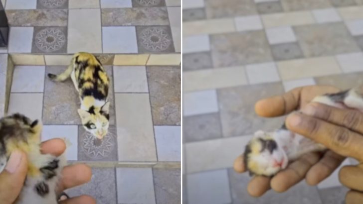 Abandoned Mama Cat Struggling To Survive Decides To Ask For Help