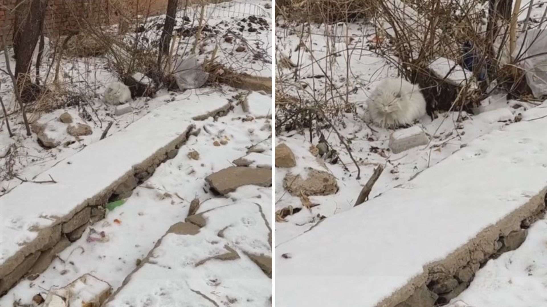 white stray cat in snow