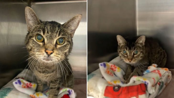 After Being Loved For 14 Years, Senior Cats Ends Up In Shelter For A Sad Reason