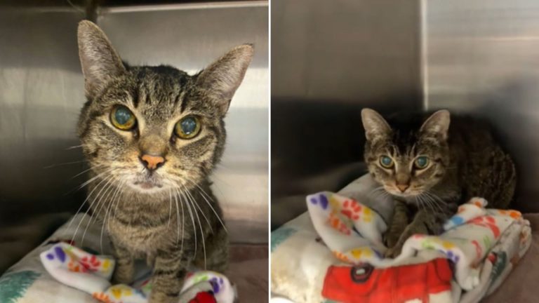 senior cat in a shelter