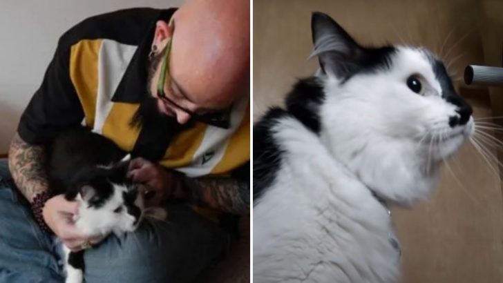 Aggressive Himalayan Cat Terrorizes Family, Leading To A 911 Call After Attacking Their Baby