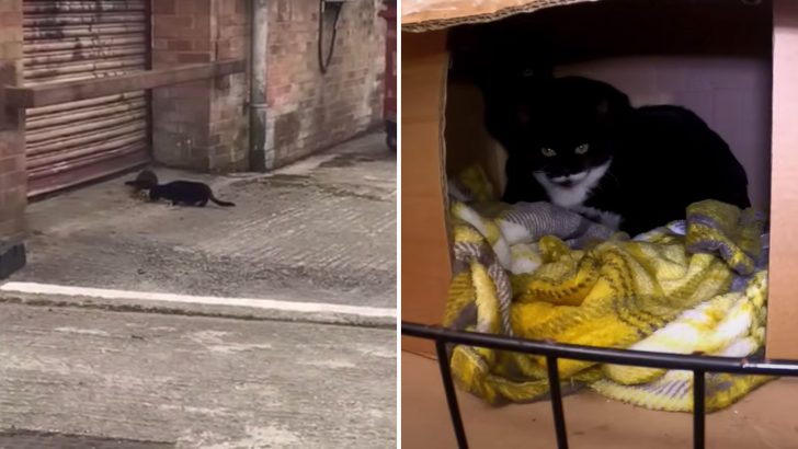 Brave 12-Week-Old Kittens Fight For Survival After Losing Their Family During A Garbage Cleanup