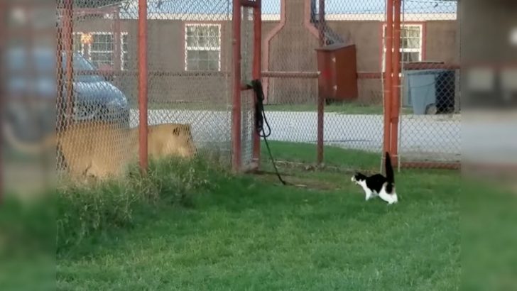 Brave Cat Challenges A Lioness In A Texas Sanctuary And Shows Everyone Who’s In Charge