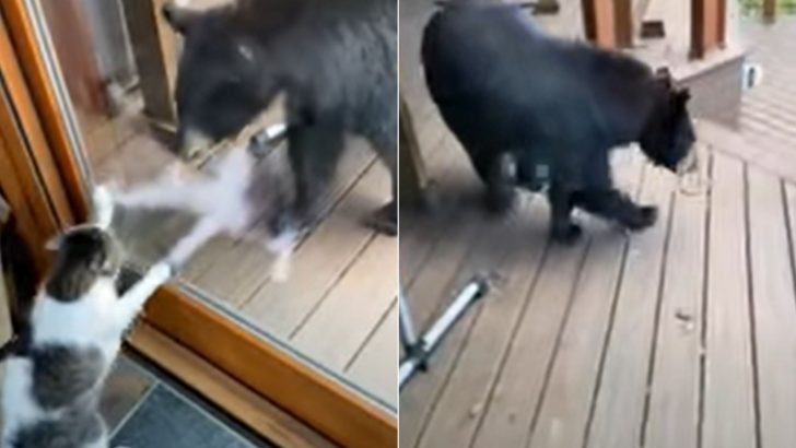 Brave Cat Confronts Black Bear And Scares Him Off From The Family’s Porch