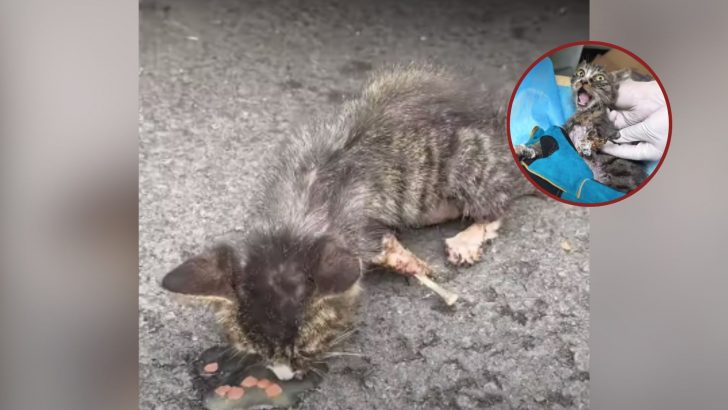 Brave Little Stray Kitten Finds A Fairy Tale Ending After Surviving A Vicious Dog Attack
