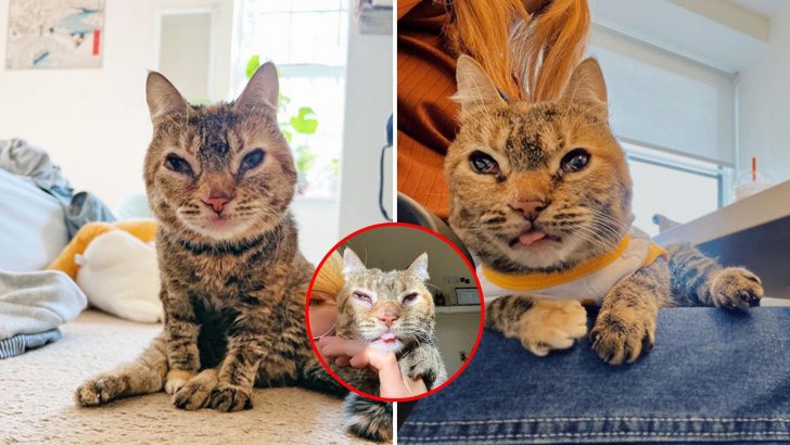 Brave Vet Student Went The Extra Mile To Save A Cat With A Rare Disease From Being Euthanized