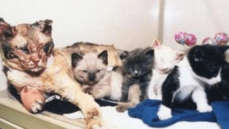 Brooklyn Mama Cat Runs Into A Burning Garage Five Times To Save Her Precious Offspring