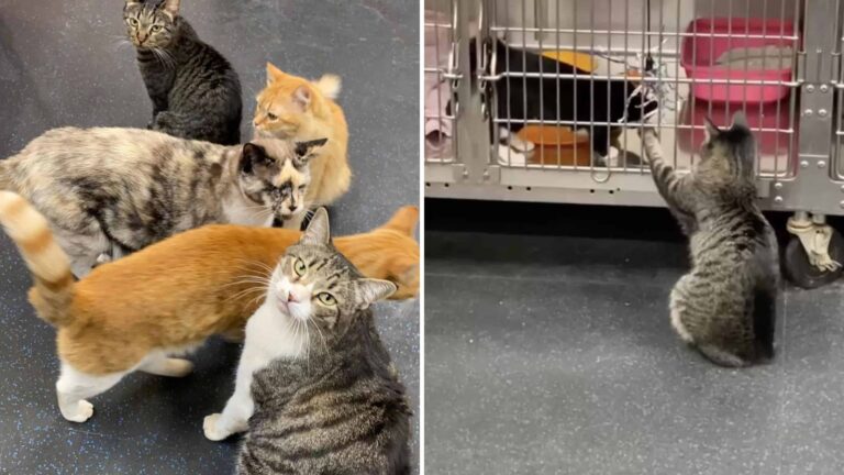 California Cat With A Mangled Tail Leaves Everyone Speechless After Taking On A Special Role