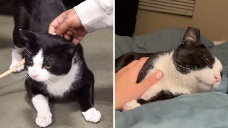 California Shelter Rescued A Talkative Cat But Finding Him A Forever Home Was Not Easy 