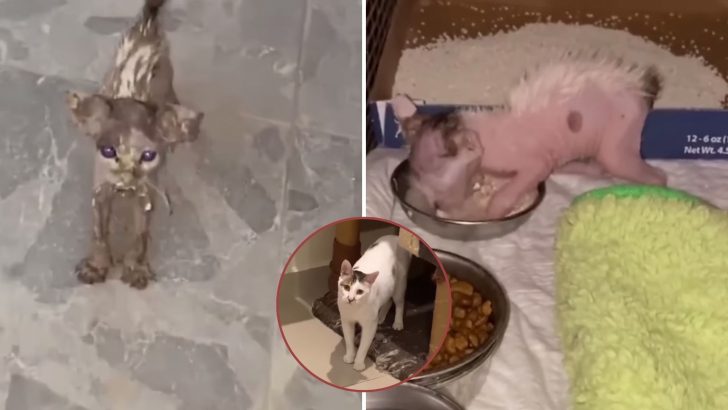 Caring Woman Steps In To Save A Starving Kitten Abandoned On The Busy Street