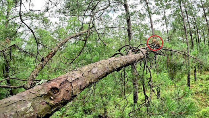 Cat Ends Up Stuck On A Tree For Four Days After Being Chased By Some Loose Dogs