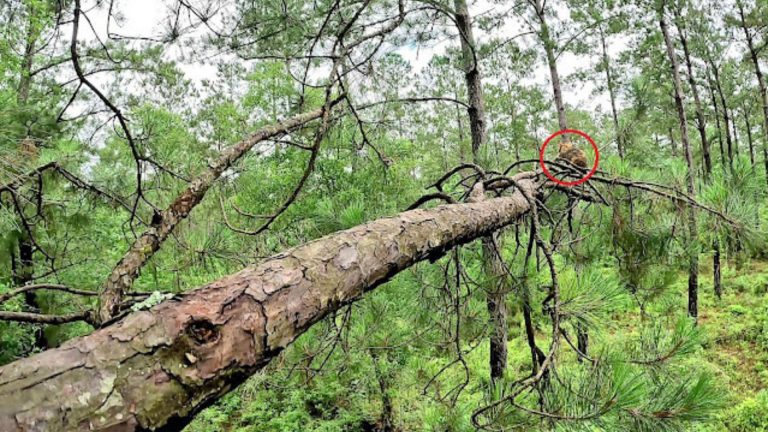 cat ends up stuck on a tree