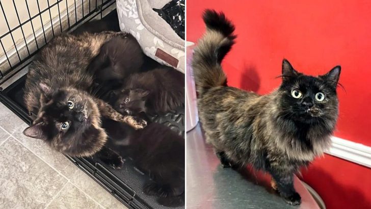Cat Found Under Deck With Kittens Spends 300 Days At Shelter Until She Finds Her Forever Human