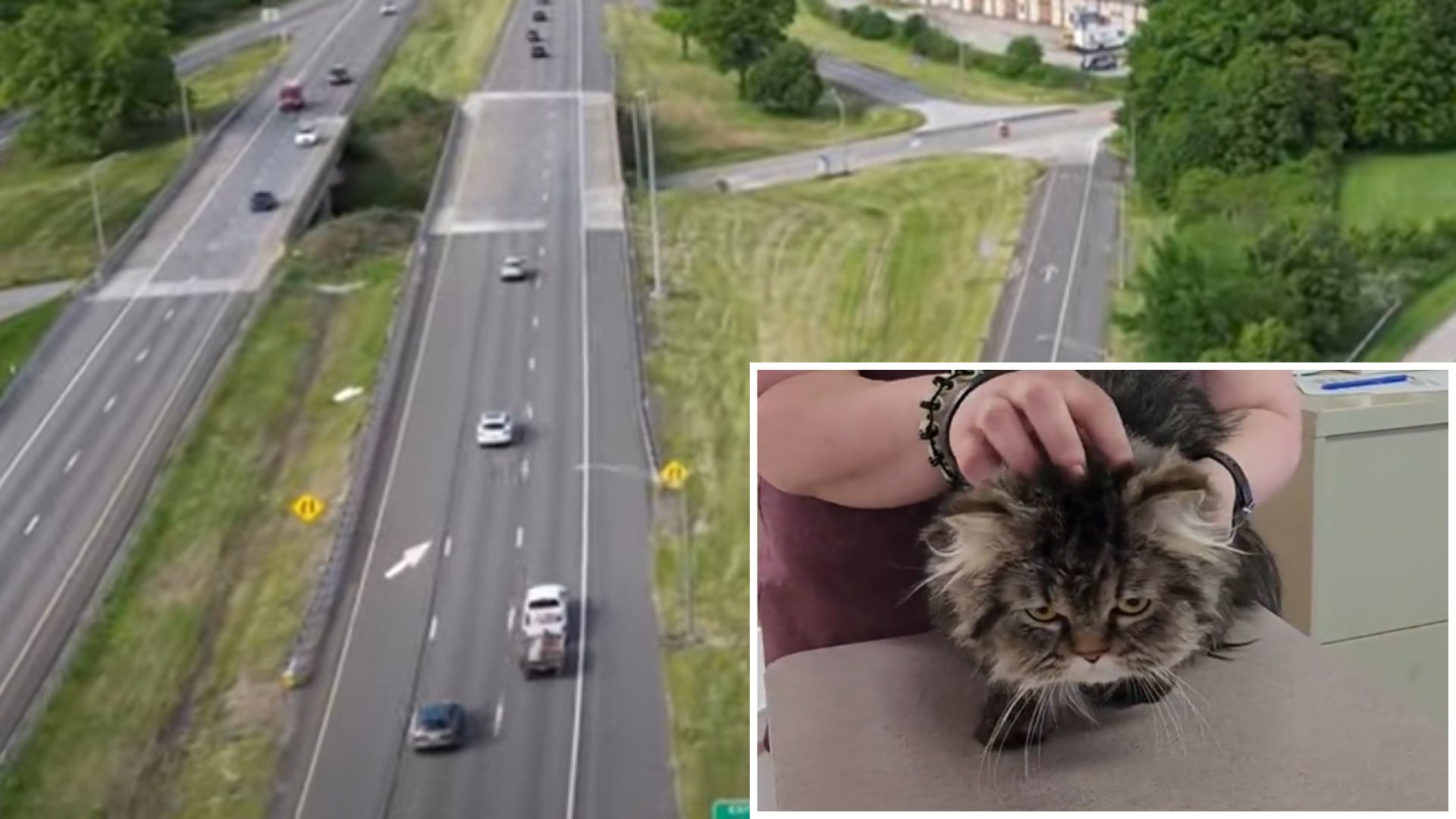 cat thrown out from vehicle