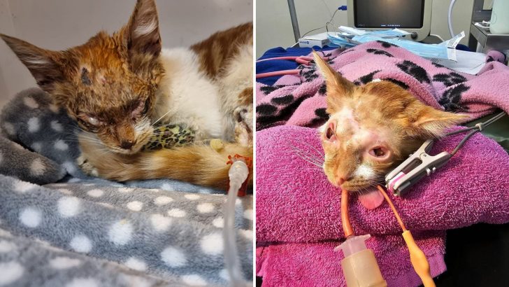 Cat In A Critical Condition Barely Makes It After Going Through Suspected Abuse