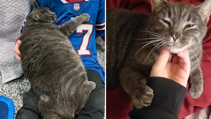 Cat Keeps Hugging Every Shelter Visitor Hoping Someone Would Take Him Home