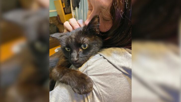 Cat Missing For Eight Months Reunited With His Mom After She Recognized His Meow On The Phone