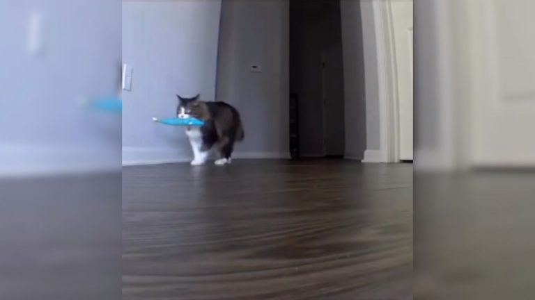 cat on pet camera