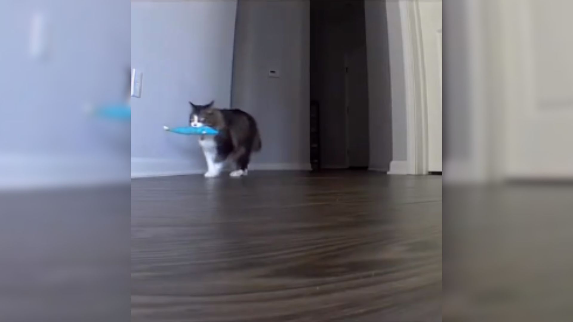 cat on pet camera