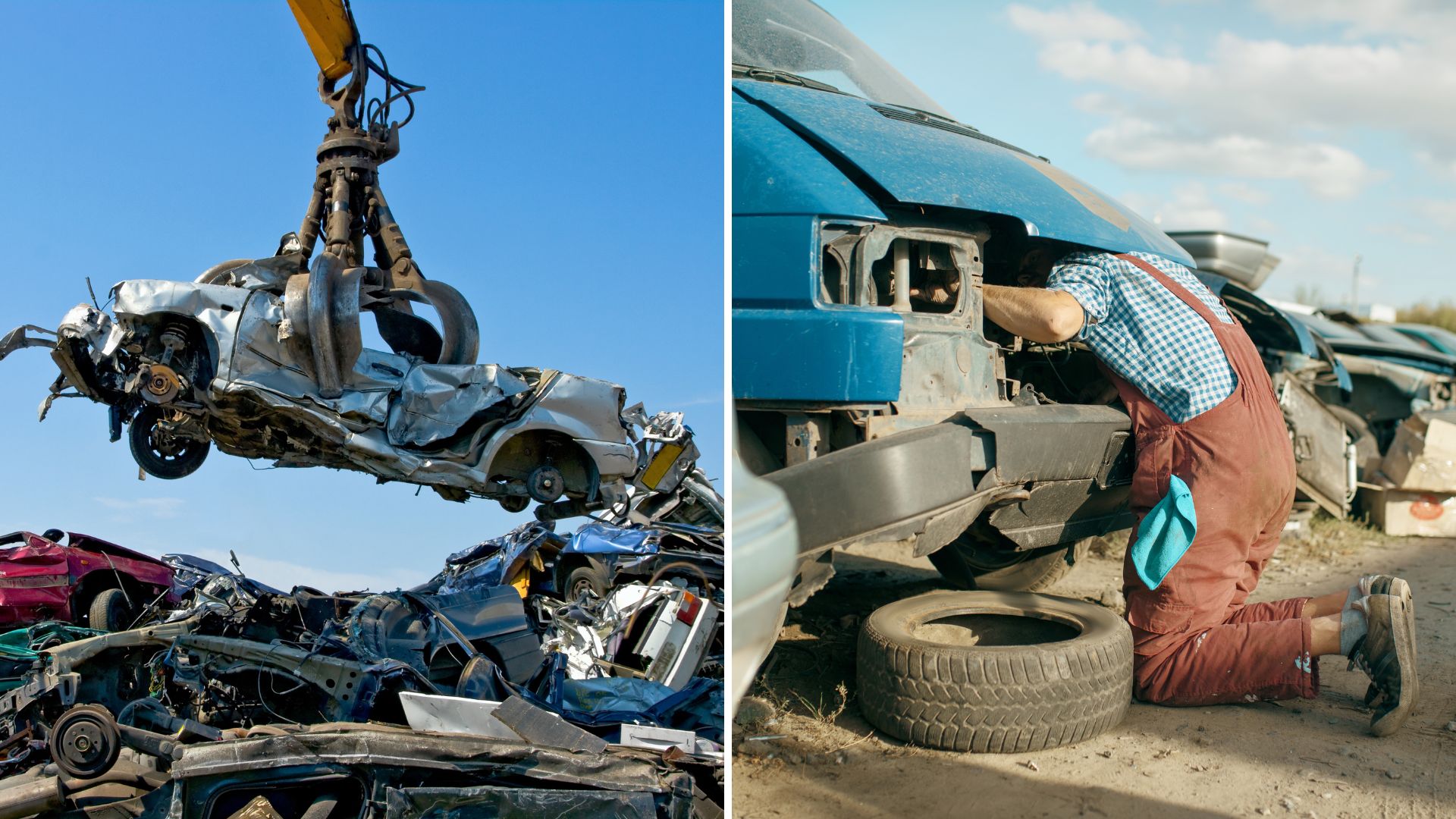 Cat on a junkyard