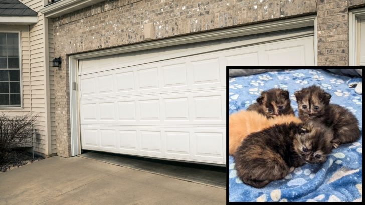 Cat Sneaks Into A Garage, Gives Birth To Four Kittens And Never Returns
