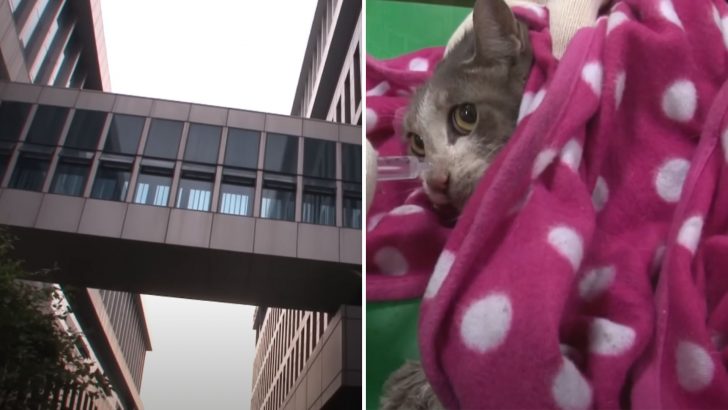 Cat Stranded On Top Of A Building For Four Days Gets Rescued And Reveals A Sweet Surprise