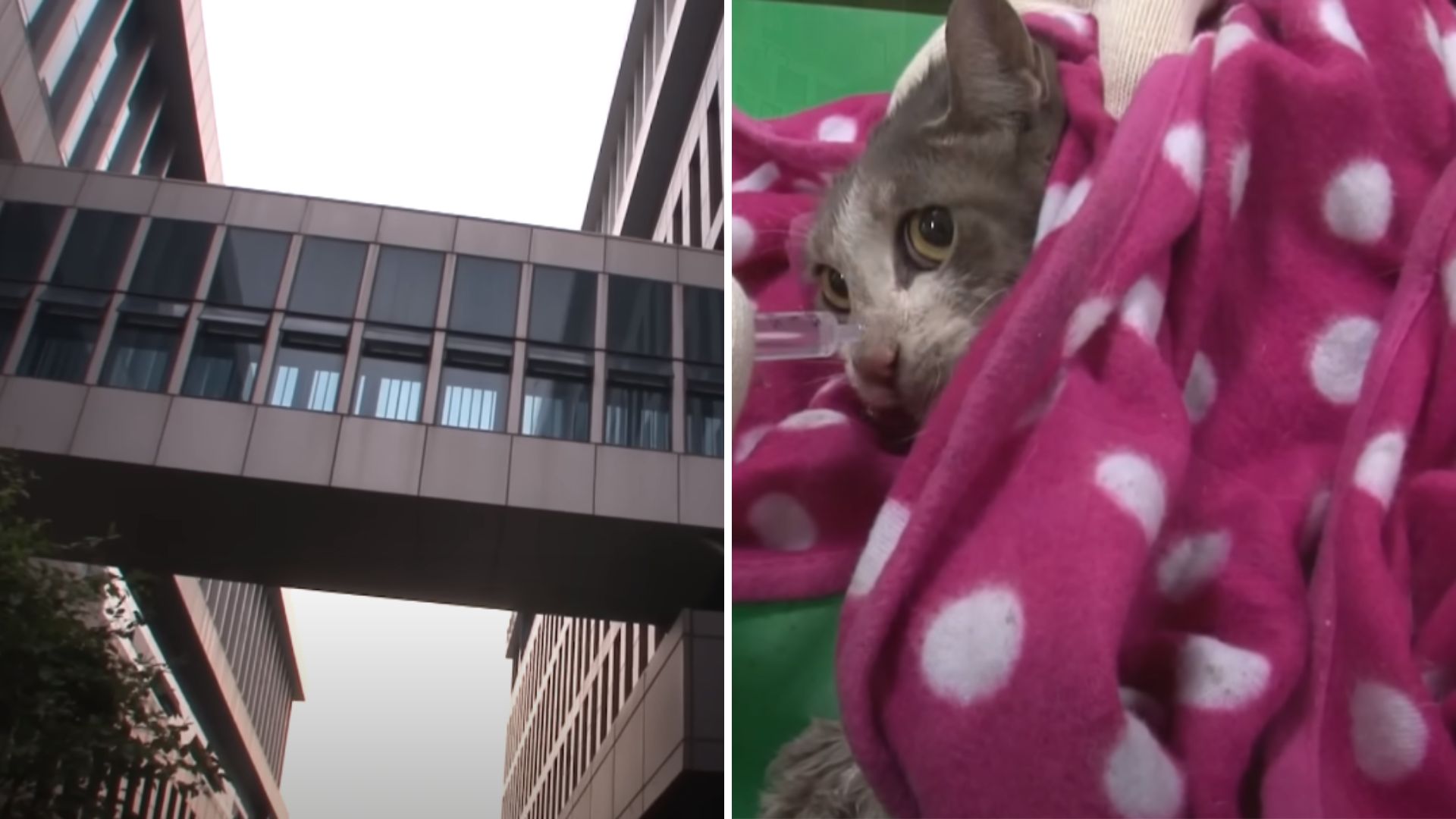 cat stranded on top of a building