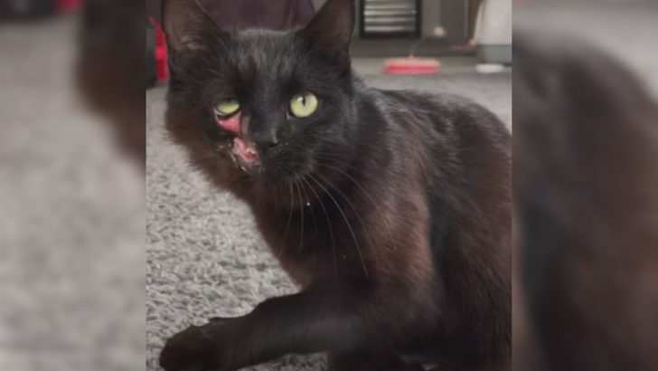 Cat Was Brutally Kicked And Disfigured By Someone Heartless But This Kind Soul Helped Her Heal