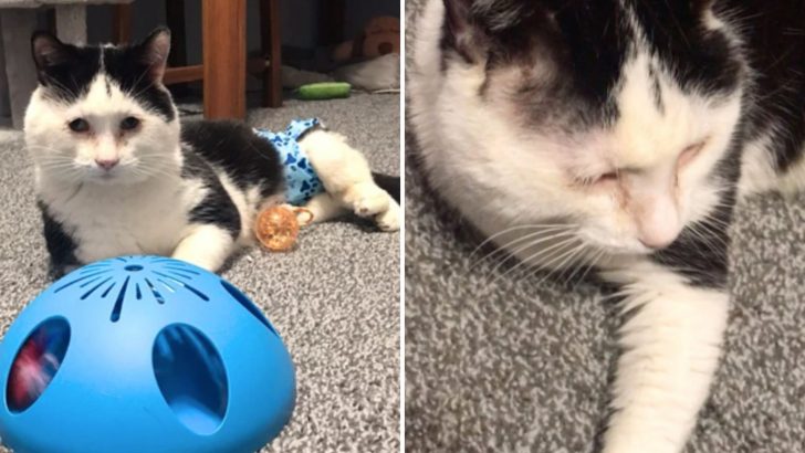 Cat Who ‘Handstands’ Whole Life Due To Birth Defect Finally Lives The Amazing Life He Deserves