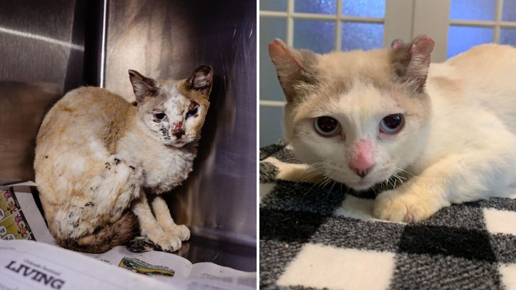 Cat Who Survived Devastating House Fire Hopes To Find A Loving Family To Call Her Own