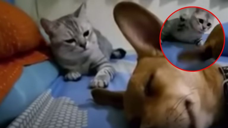 cat lying next to a sleeping dog