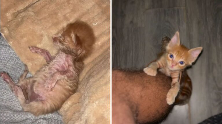 Colorado Man Rescues Ginger Kitten And Gains A Loyal Companion For Life